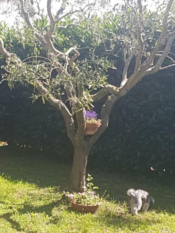 Agricampolungo Monterosi Daire Dış mekan fotoğraf